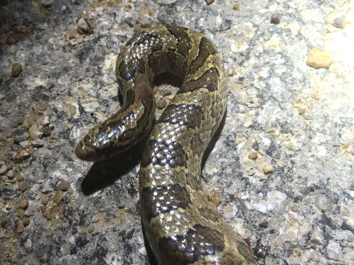 Image of Prairie Kingsnake