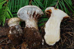 Image of Cortinarius magnivelatus Dearn. ex Fogel 1995