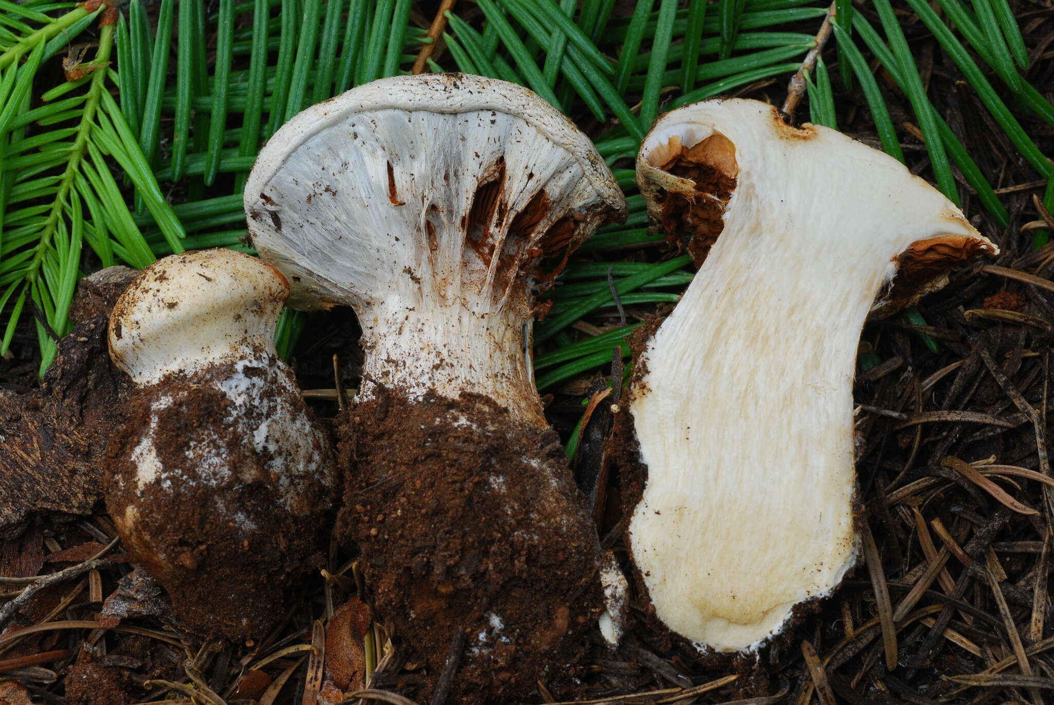 Слика од Cortinarius magnivelatus Dearn. ex Fogel 1995