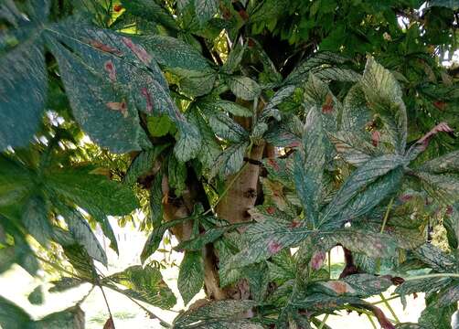 Imagem de Aesculus carnea Hayne