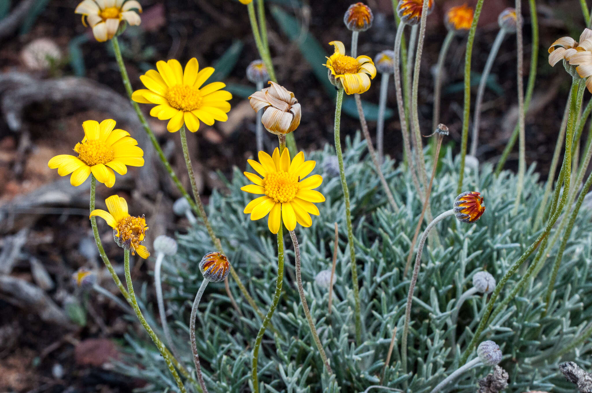 Image of Euryops othonnoides (DC.) B. Nordenst.