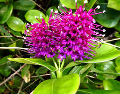 صورة Veronica speciosa R. Cunn. ex A. Cunn.