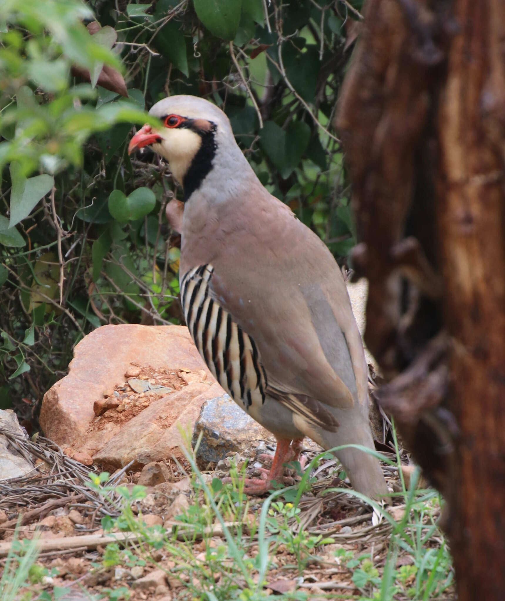 Image of Alectoris chukar cypriotes Hartert 1917