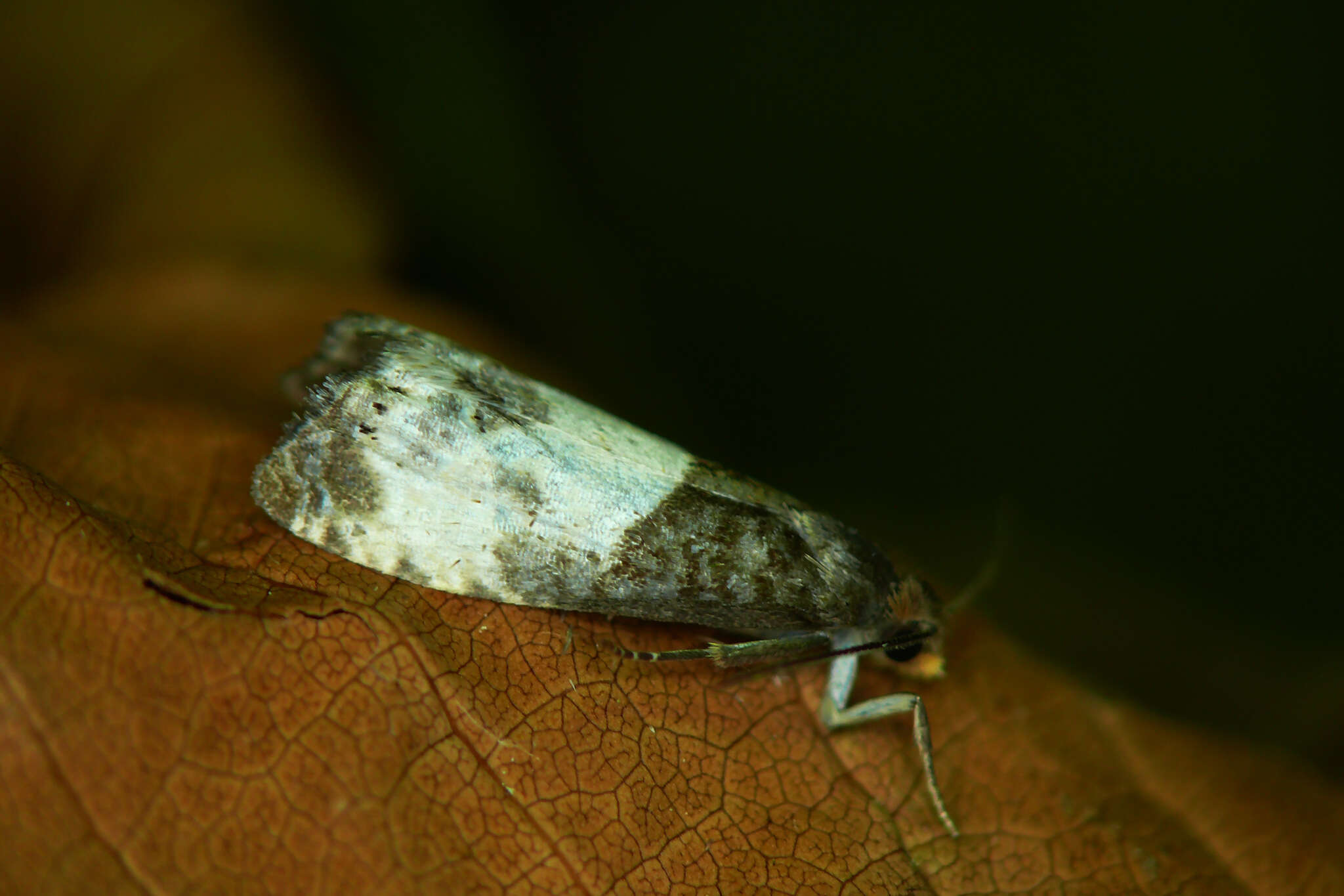 Image of Notocelia cynosbatella (Linnaeus 1758)