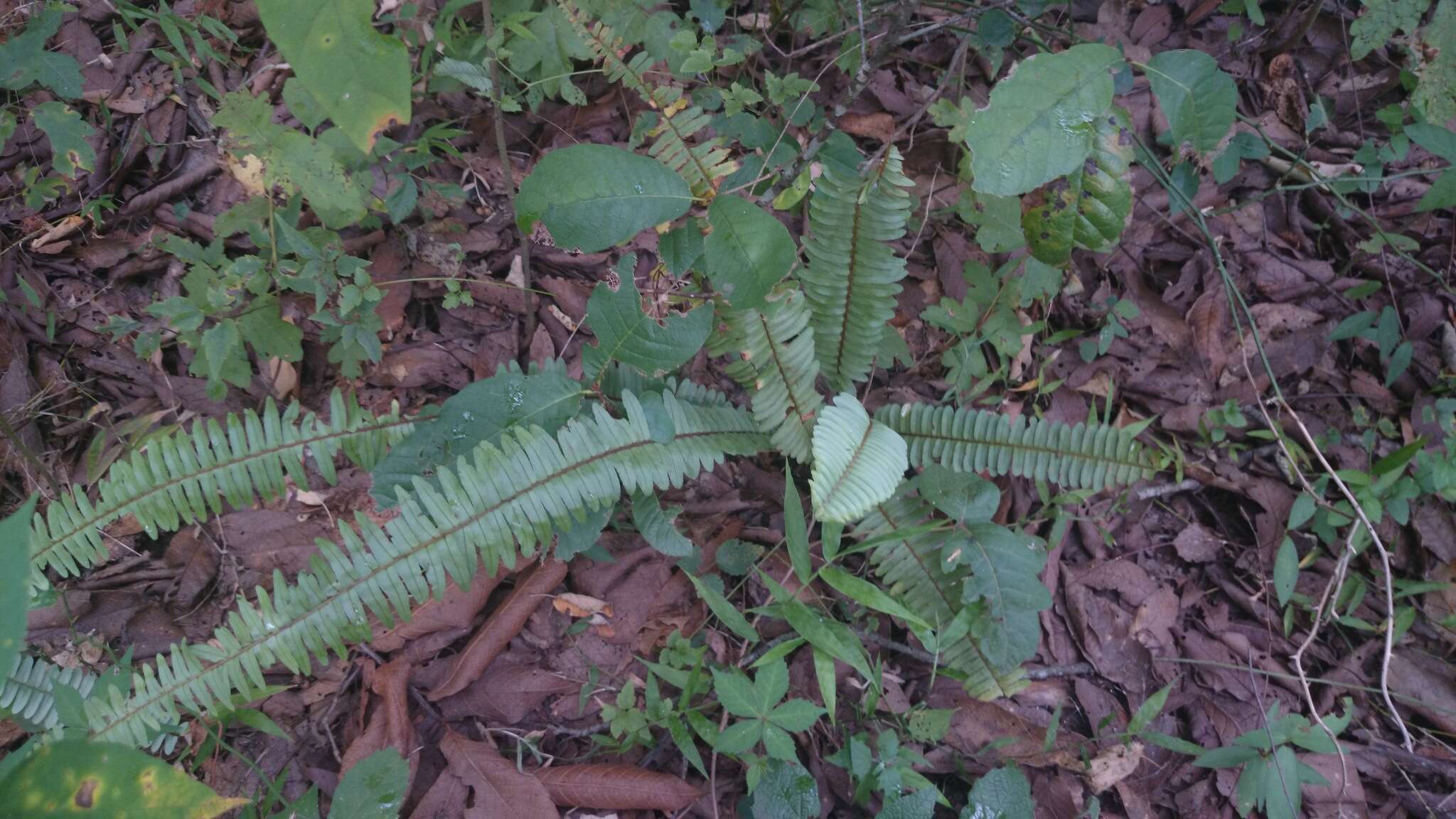 Image of narrow swordfern