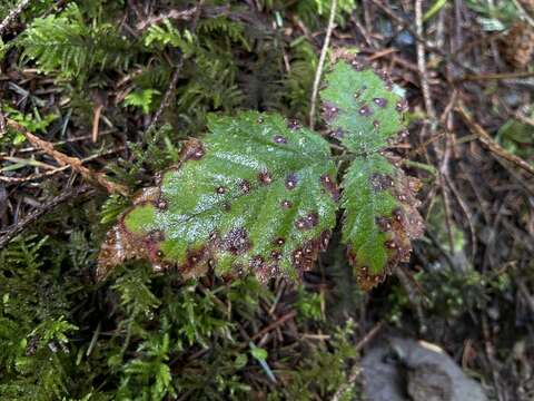 Imagem de Sphaerulina westendorpii (Westend.) Verkley, Quaedvl. & Crous 2013