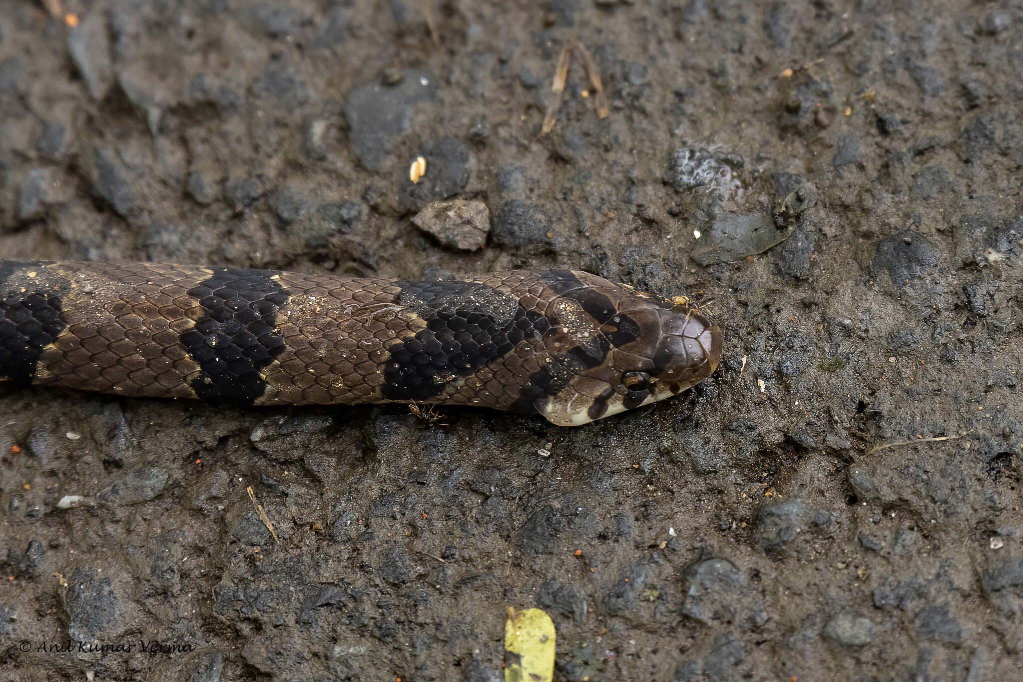 Sivun Oligodon arnensis (Shaw 1802) kuva