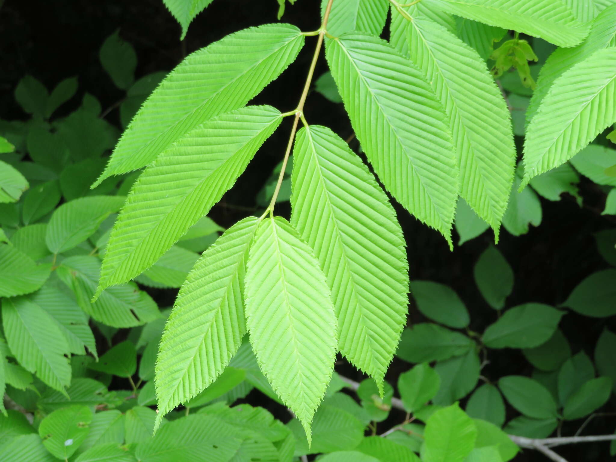 Imagem de Acer carpinifolium Sieb. & Zucc.