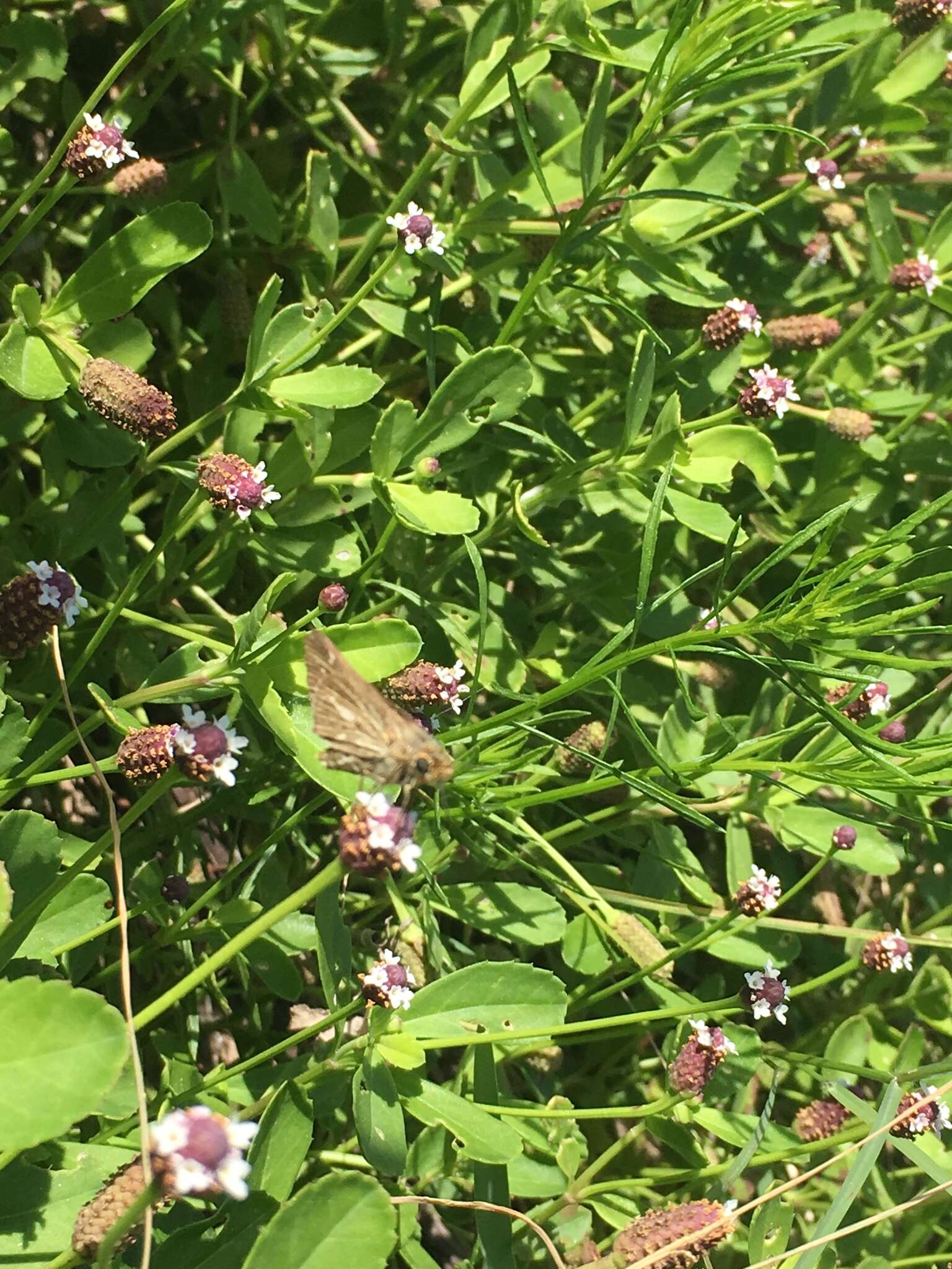 Image of Salt Marsh Skipper