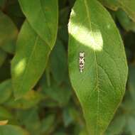 Image of Epinotia exquisitana