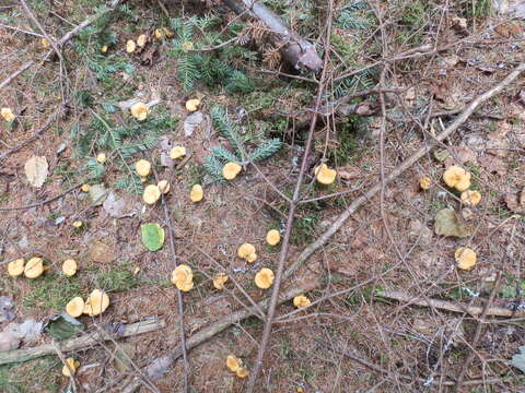 Image of Newfoundland chanterelle