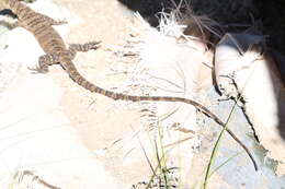 Image of Glauert's Monitor