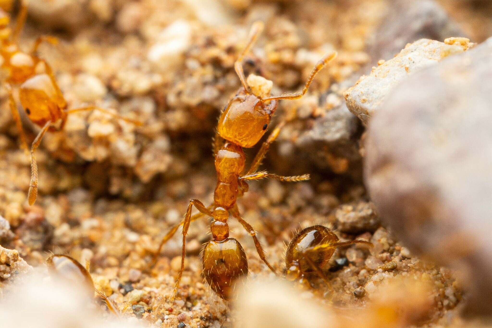 Image of Desert Fire Ant