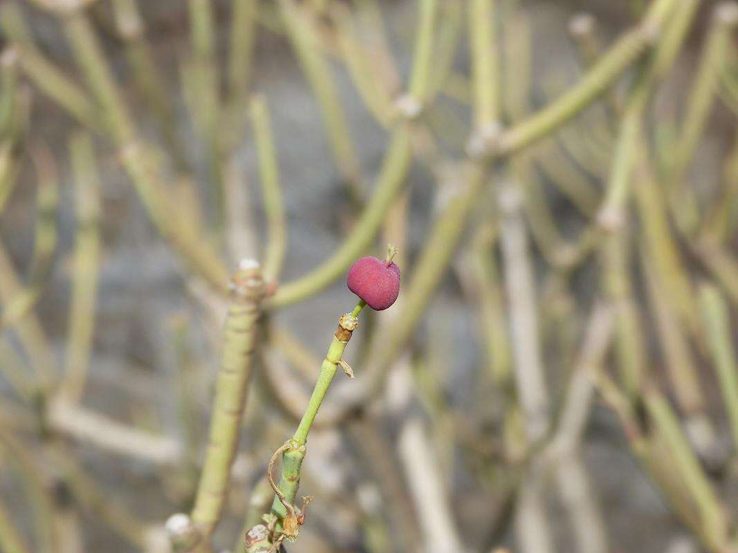Image of Euphorbia lamarckii Sweet