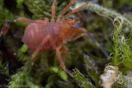 Image of Sclerobunus nondimorphicus Briggs 1971