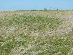 Hordeum stenostachys Godr.的圖片