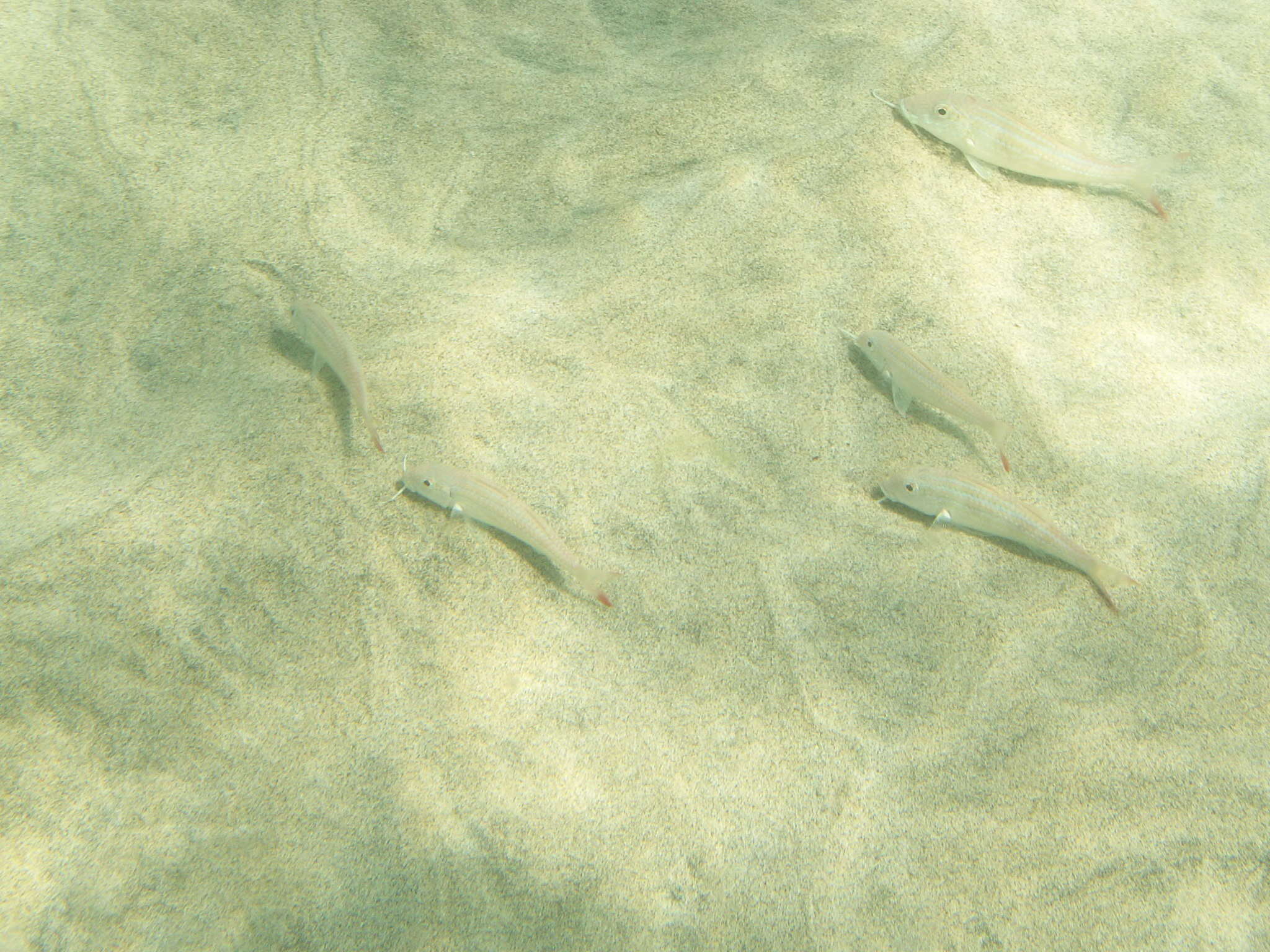 Image of West African Goatfish