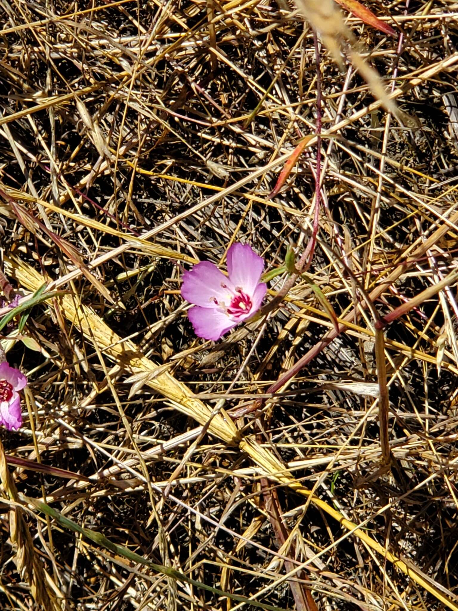 Plancia ëd Clarkia franciscana H. Lewis & Raven