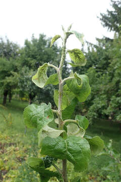 Image of Green apple aphid