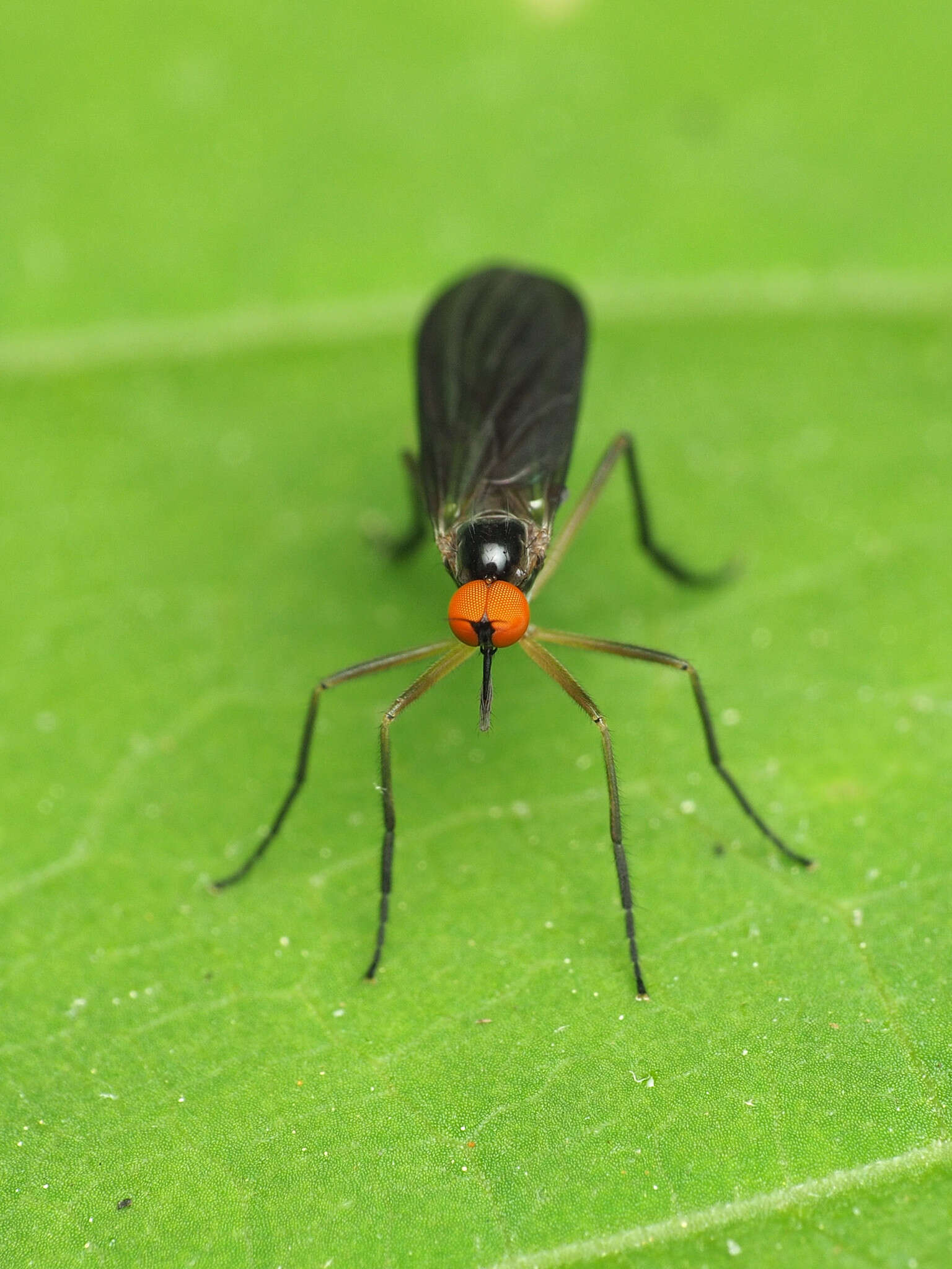 Image of Long-tailed Dance Fly