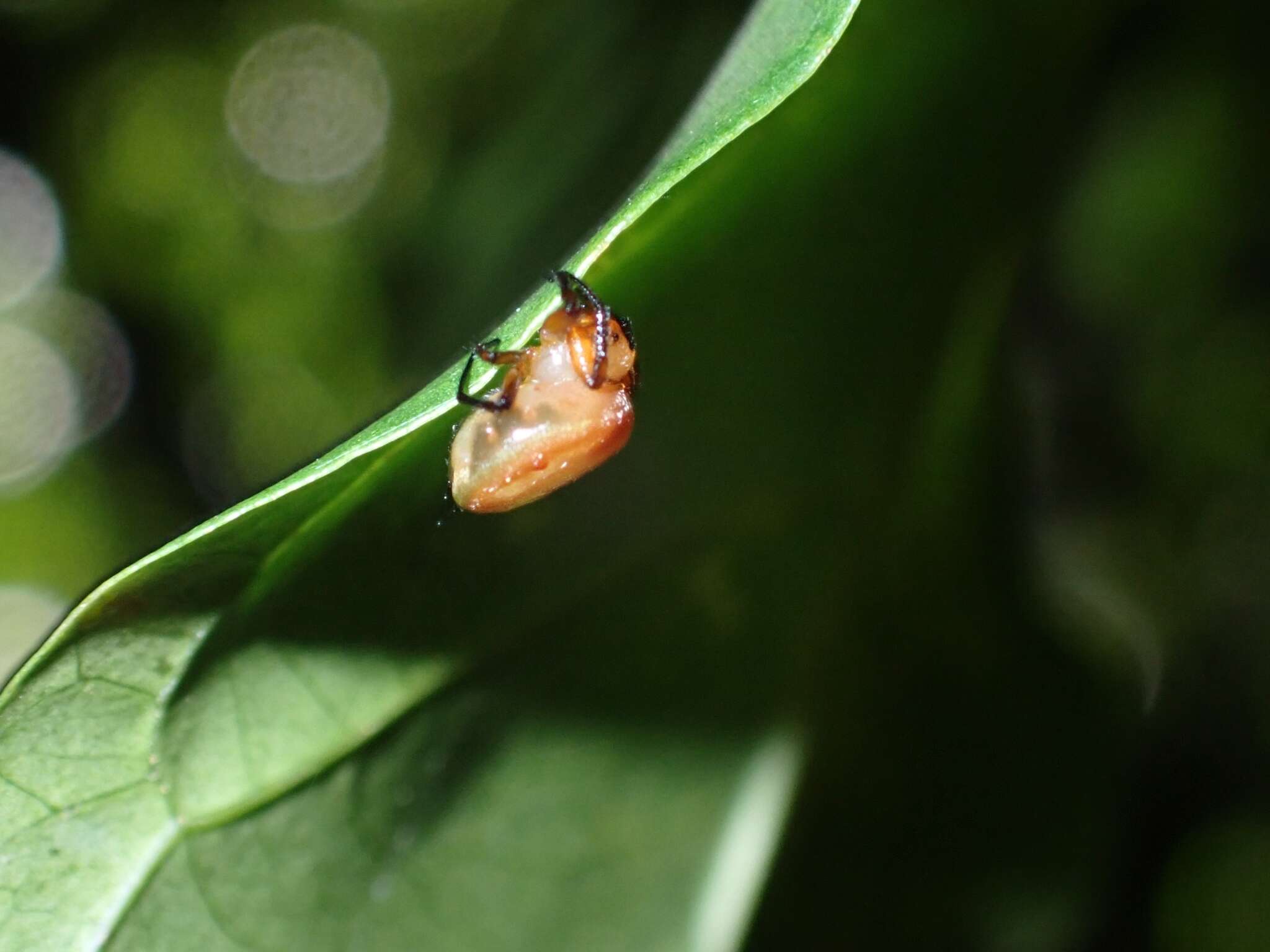 Image of Anepsion depressum (Thorell 1877)