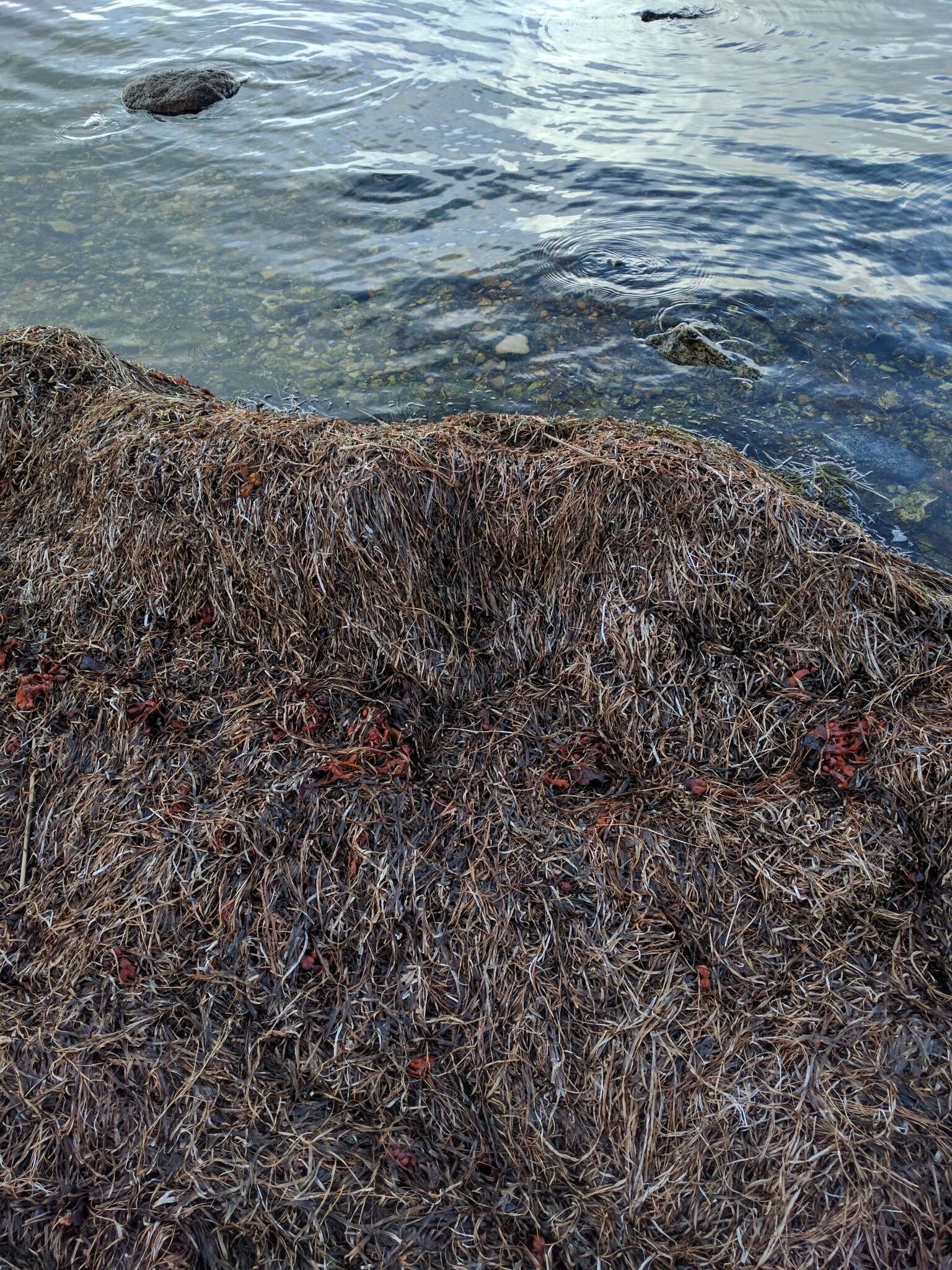 Image of Eelgrass