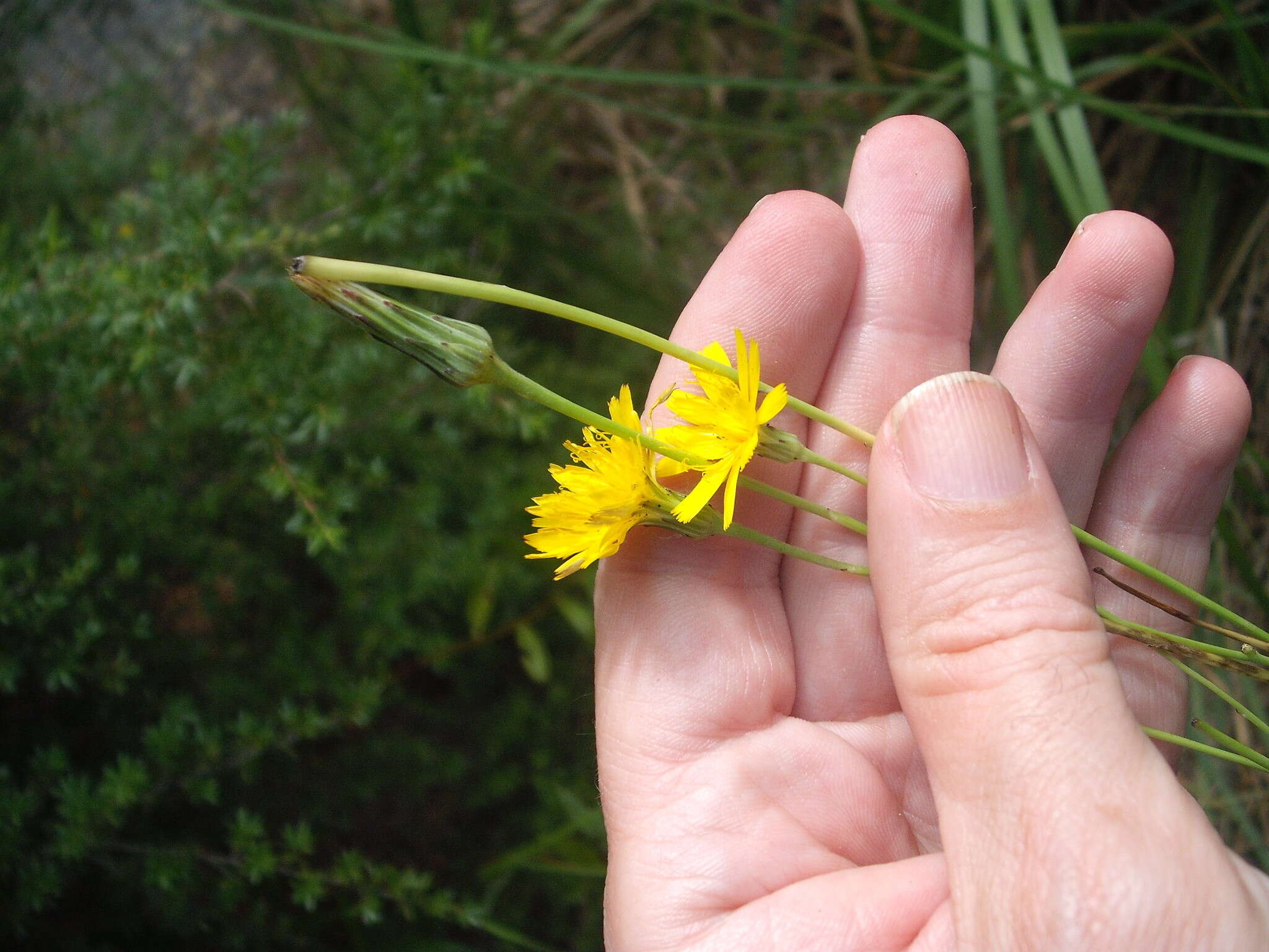 Image of Gall wasp