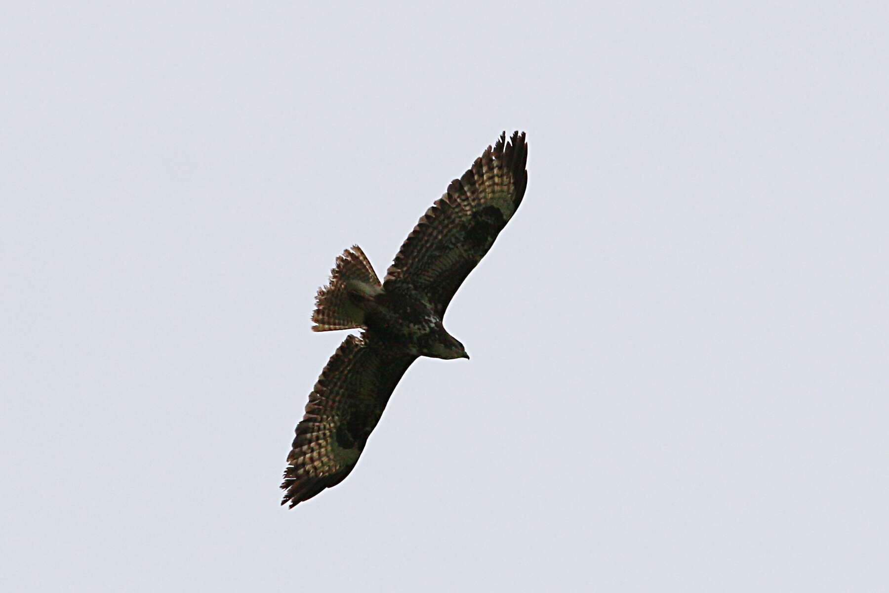 Image of Buteo buteo buteo (Linnaeus 1758)