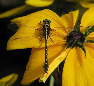 Image of Elusive Clubtail