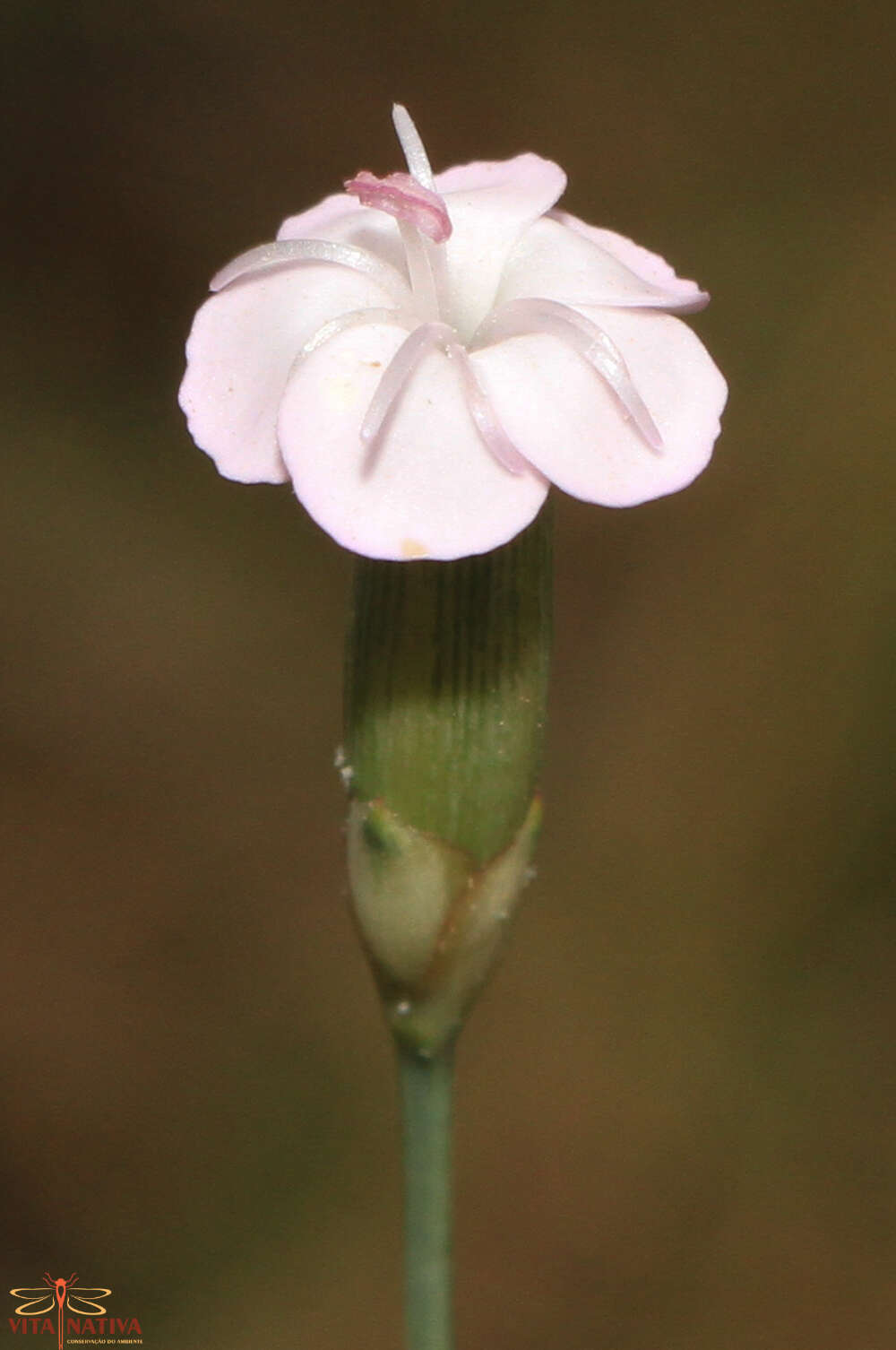 Image of Dianthus pungens L.