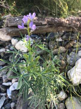 Image of narrowleaf lupine