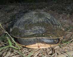 Image of Cann's Snake-necked Turtle