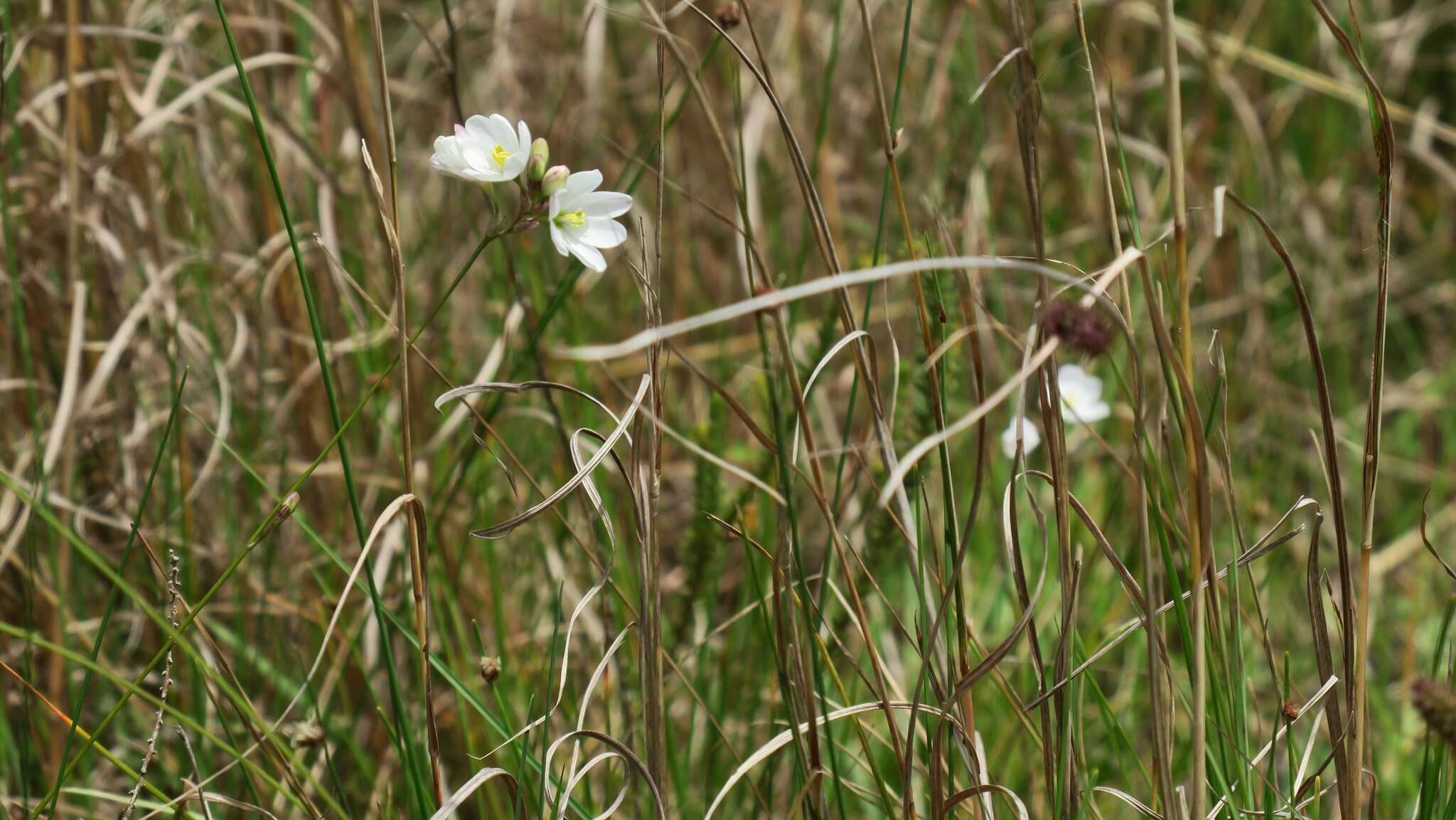 Image of Ixia orientalis L. Bolus