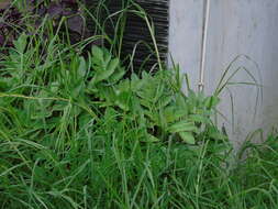 Image of Kalanchoe prolifera