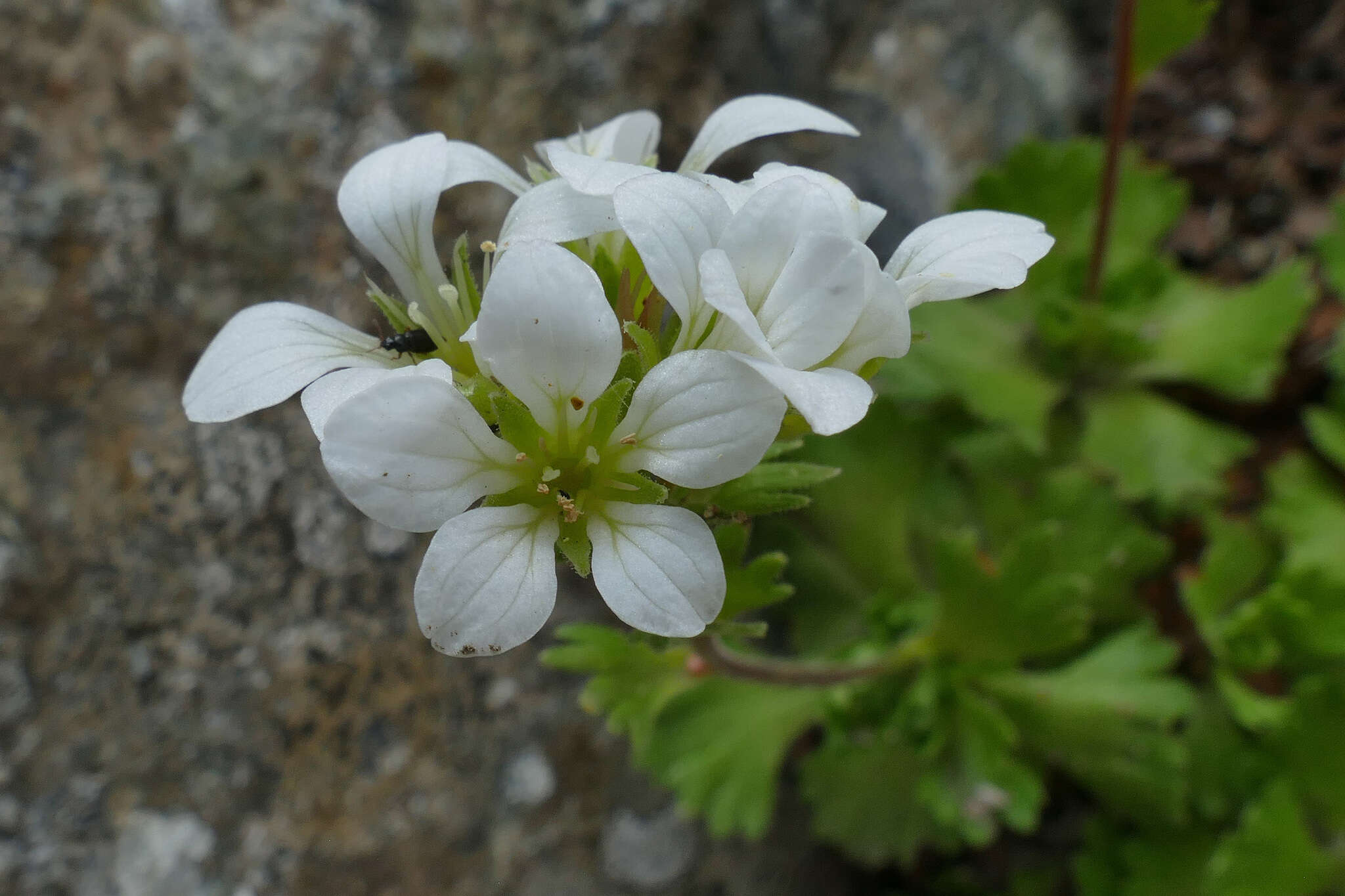 Sivun Saxifraga pedemontana All. kuva