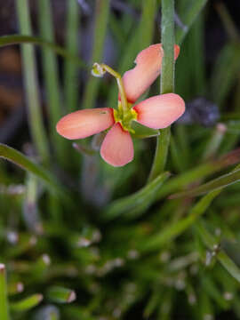 Image of Stylidium uniflorum Sond.