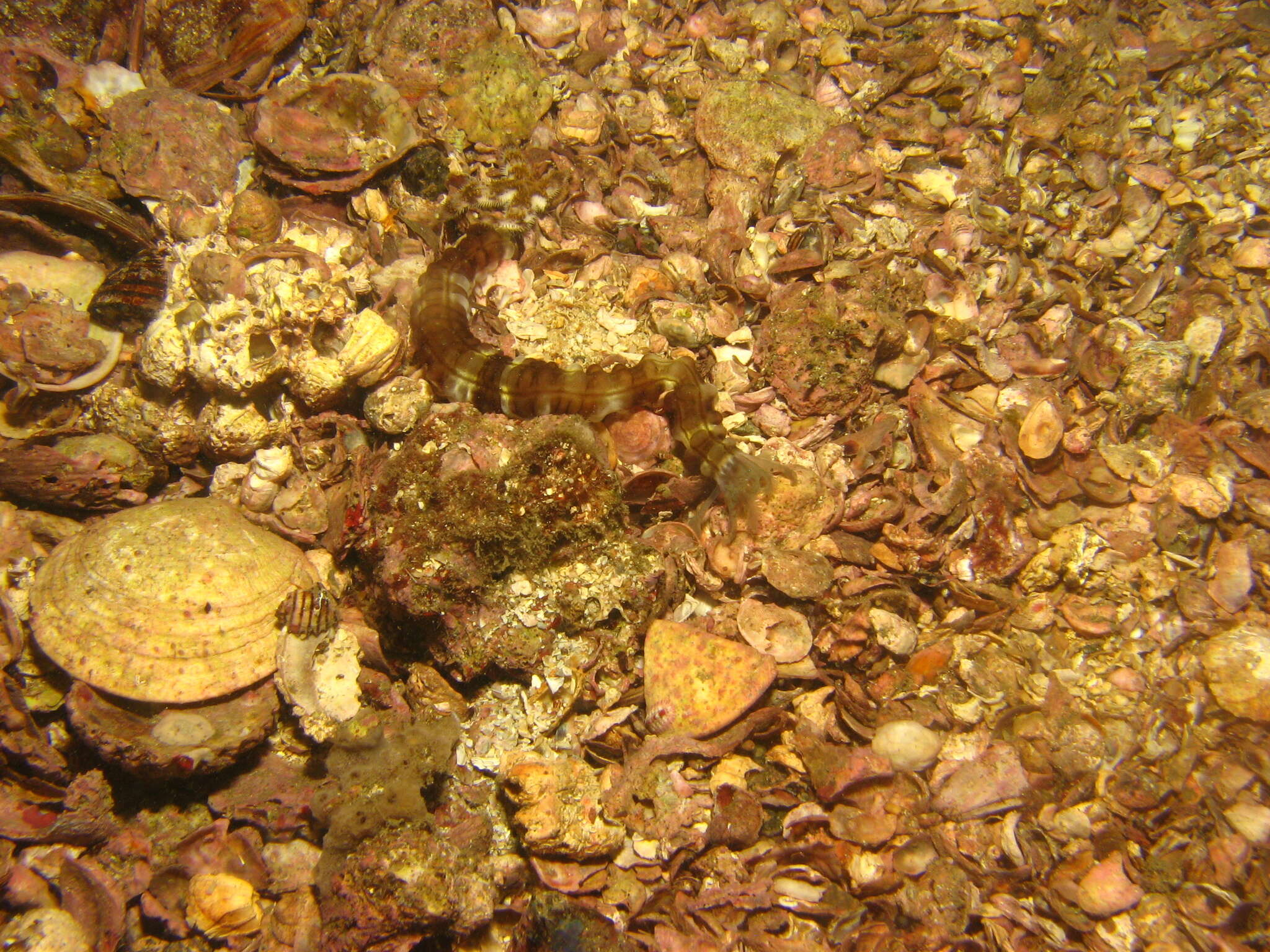 Image of Lion's Paw Sea Cucumber