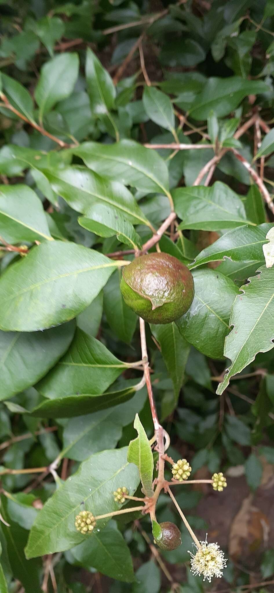 Image of Backhousia leptopetala (F. Müll.) M. G. Harr.