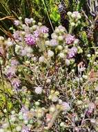 Image of Erica barbigeroides E. G. H. Oliver