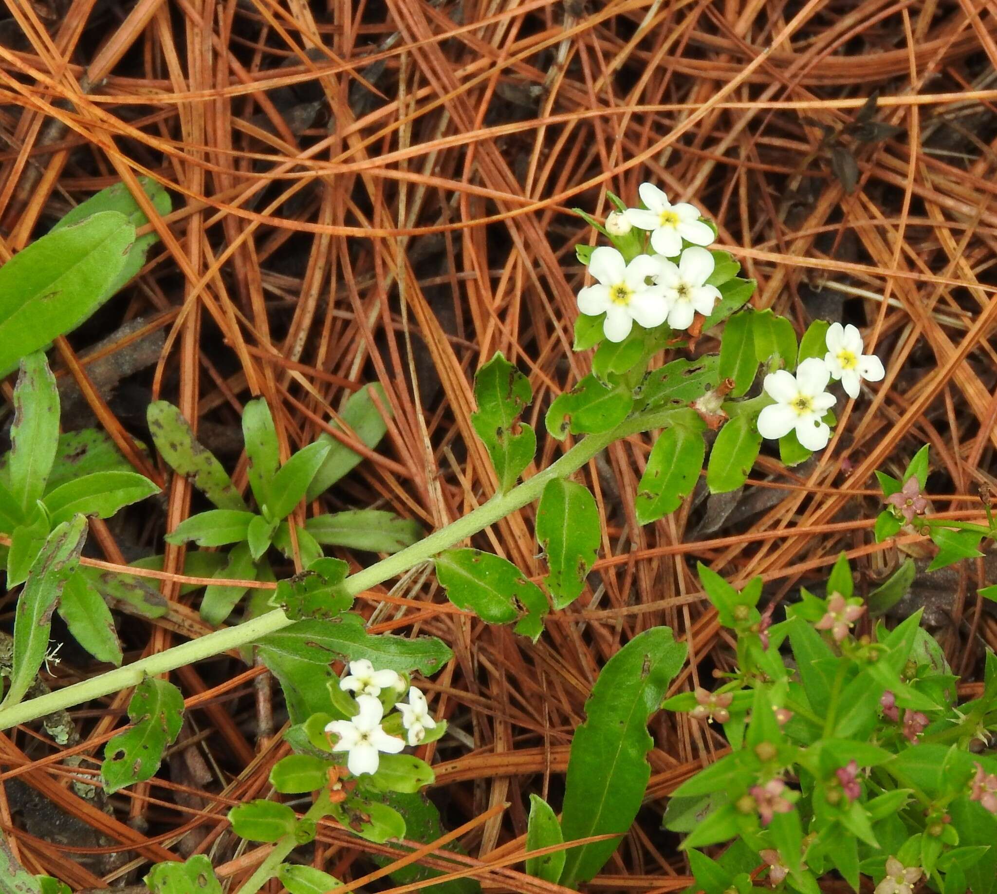 Lithospermum distichum Ortega的圖片