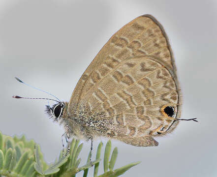 Image of Prosotas nora ardates (Moore (1875))