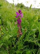 Image of Polygala hybrida Bruegg.