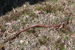 Image of Farancia erytrogramma erytrogramma (Palissot de Beauvois 1801)