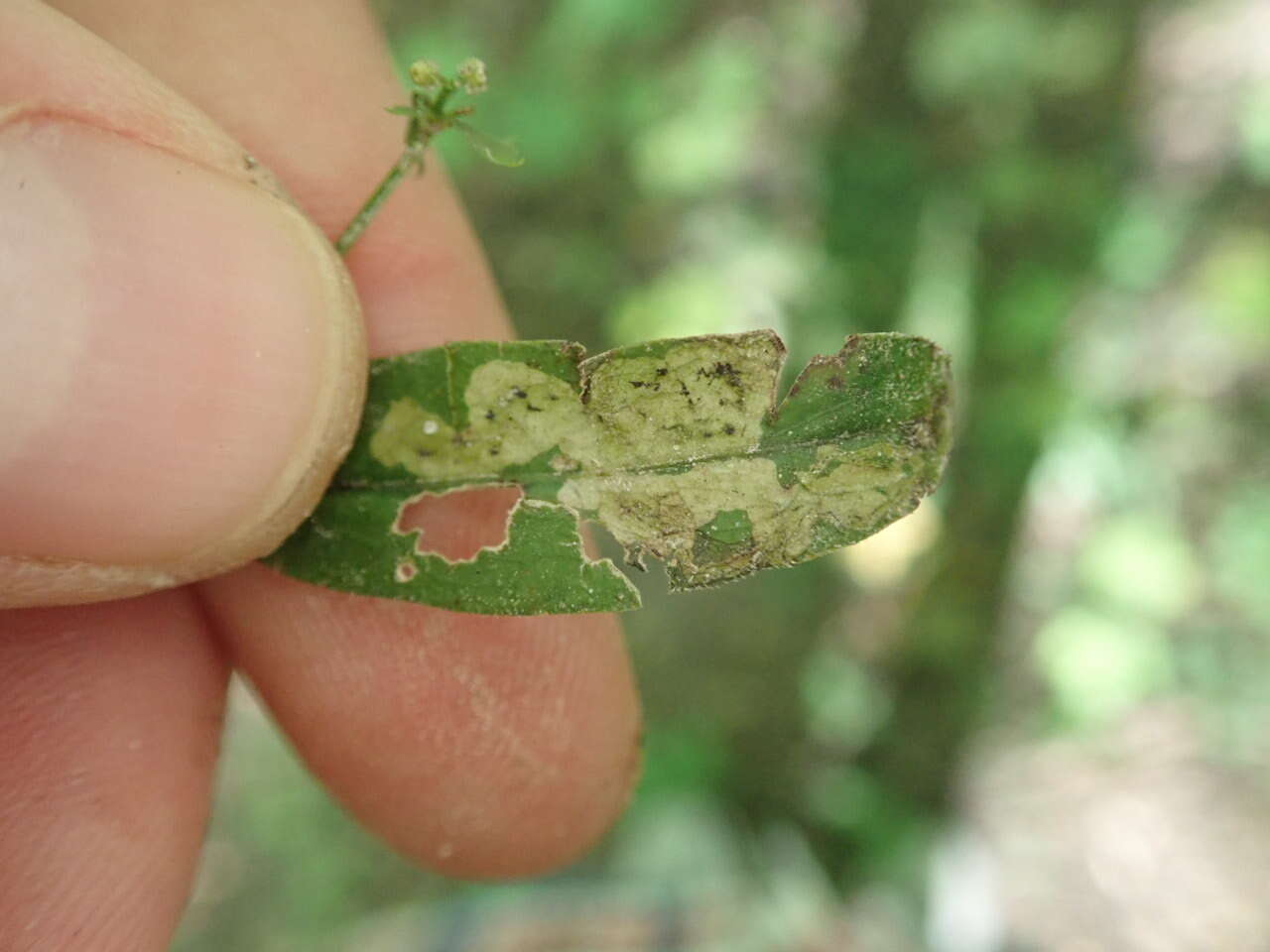 Image of Liriomyza galiivora Spencer 1969