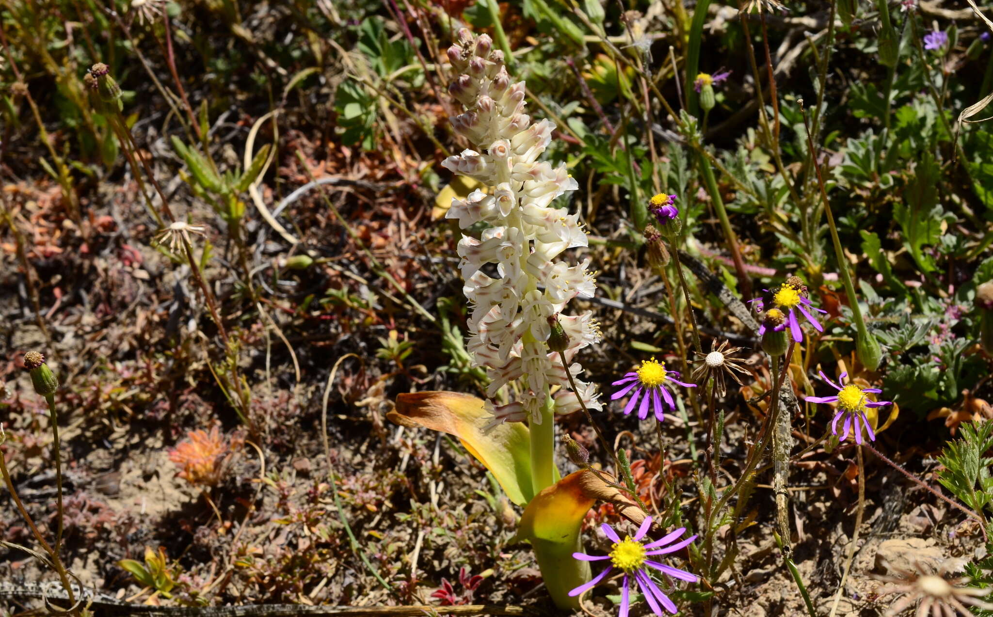 Image of Lachenalia alba W. F. Barker ex G. D. Duncan