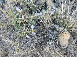 Image of Barleria lichtensteiniana Nees