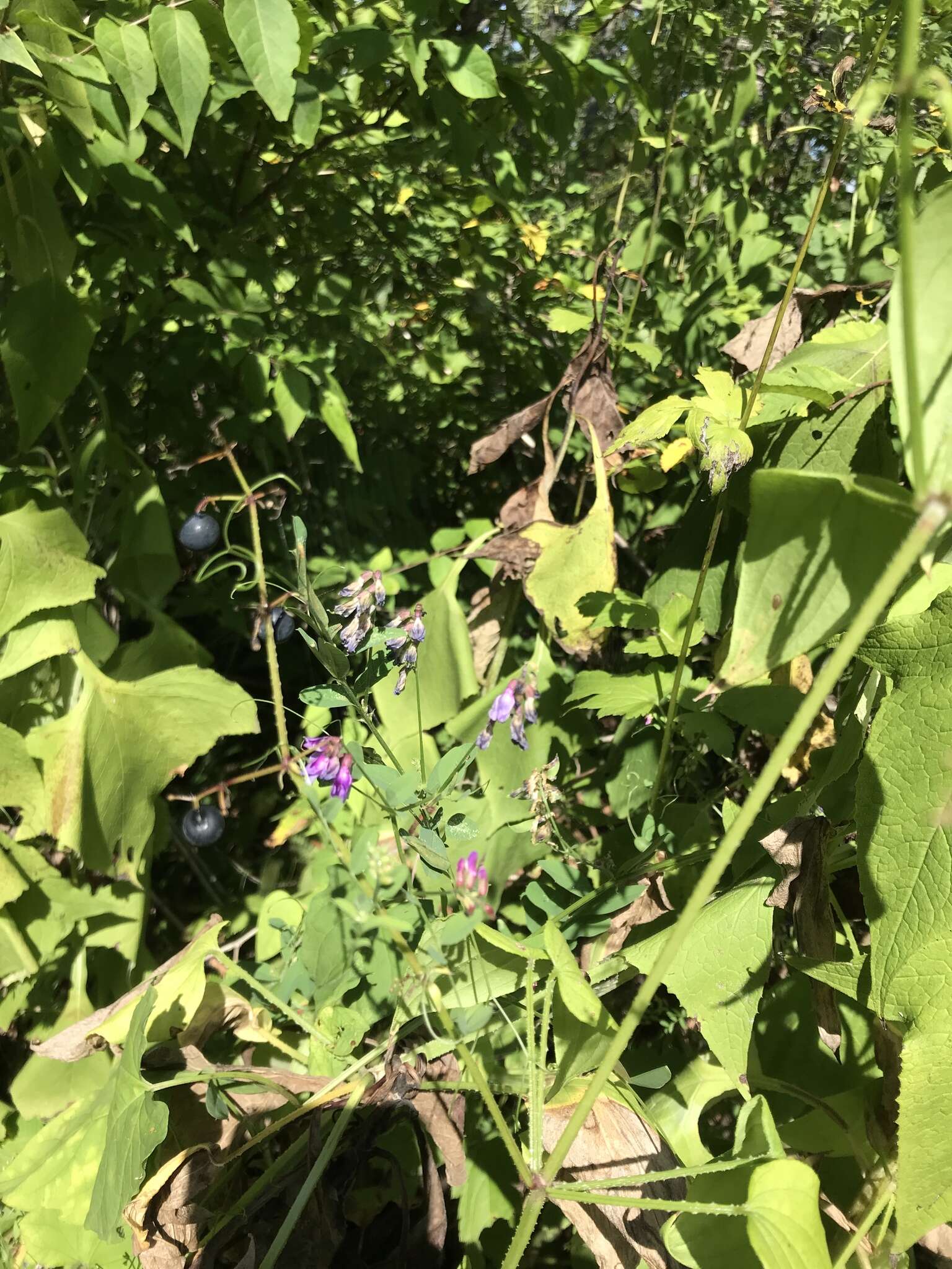 Image of Vicia amurensis Oett.