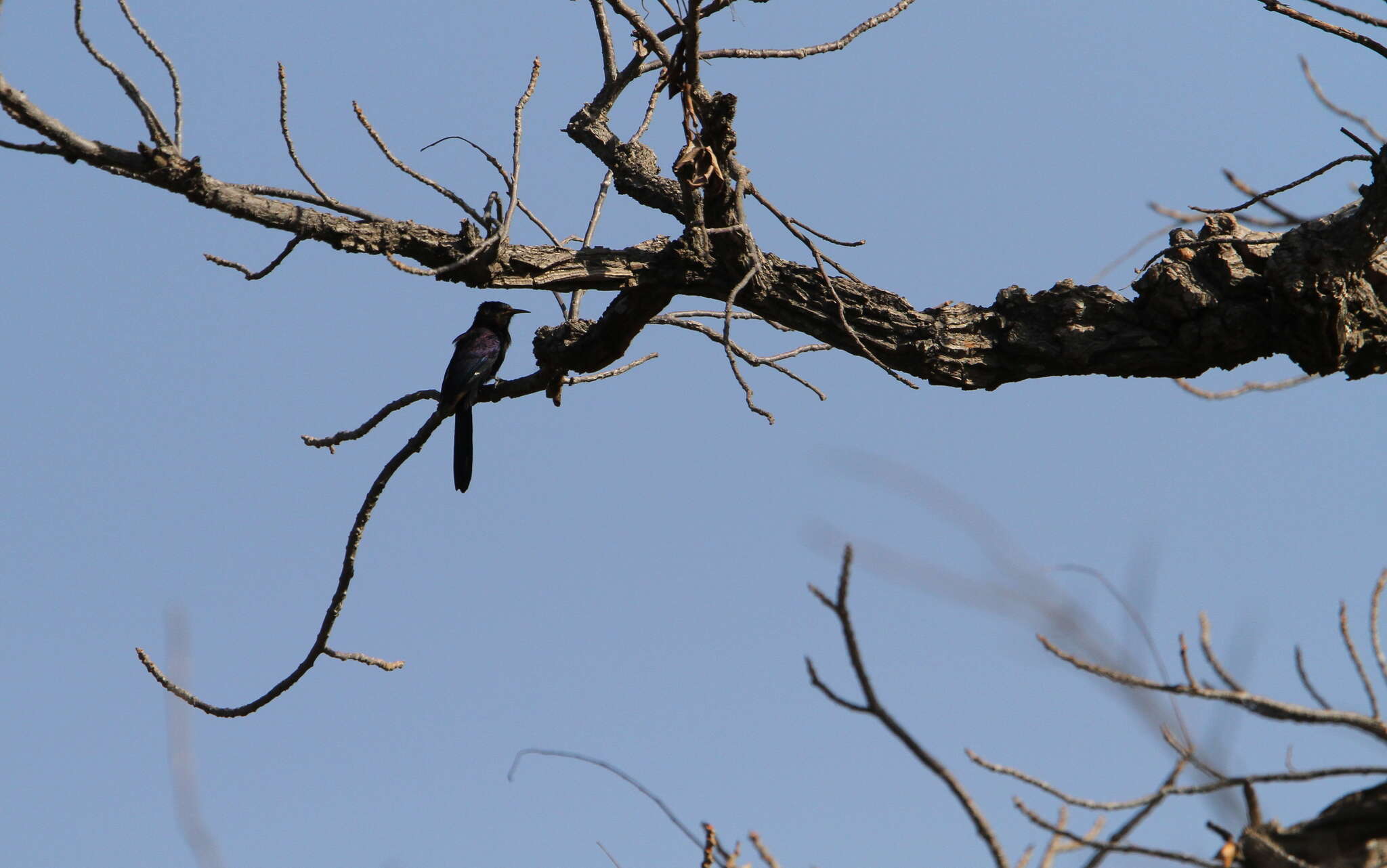 Image of Black Scimitar-bill