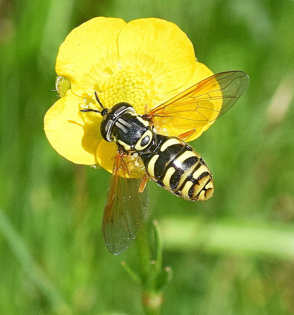 Image de Chrysotoxum elegans Loew 1841