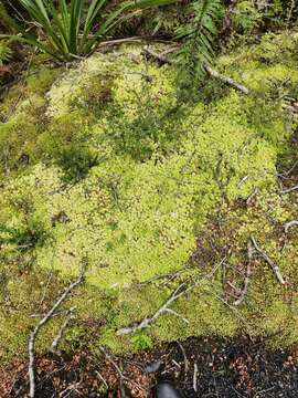 Image of sphagnum